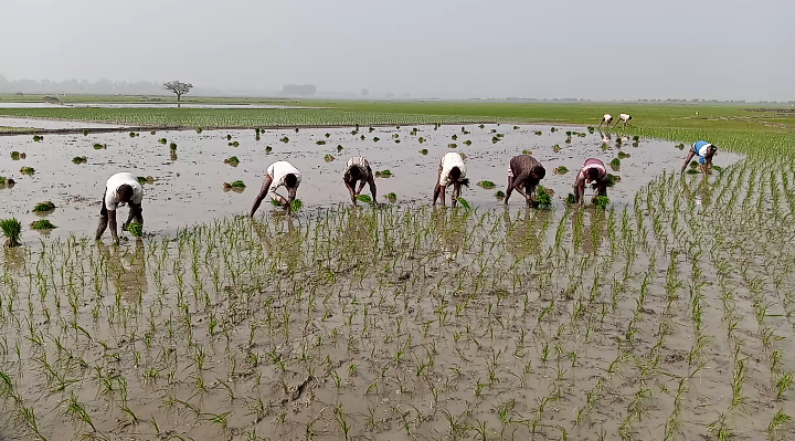 নওগাঁয় বোরো ধান রোপণে ব্যস্ত কৃষক